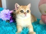 Safkan British Shorthair Golden Yavrular
