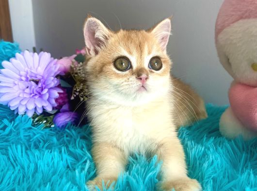 Safkan British Shorthair Golden Yavrular görsel