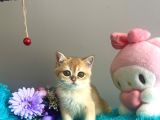 Safkan British Shorthair Golden Yavrular