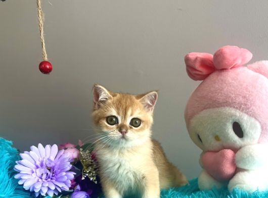 Safkan British Shorthair Golden Yavrular görsel