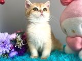 Safkan British Shorthair Golden Yavrular