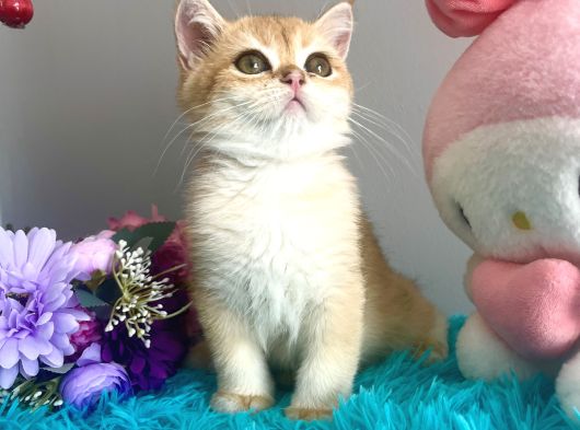 Safkan British Shorthair Golden Yavrular görsel