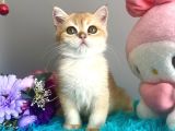 Safkan British Shorthair Golden Yavrular