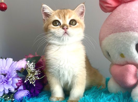 Safkan British Shorthair Golden Yavrular görsel