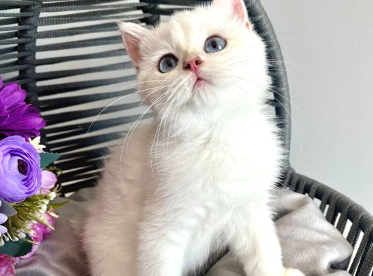 Golden Point British Shorthair görsel