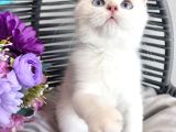 Golden Point British Shorthair