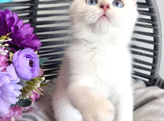 Golden Point British Shorthair görsel