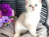 Golden Point British Shorthair