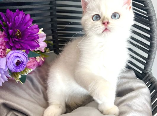 Golden Point British Shorthair görsel