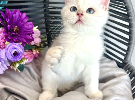 Golden Point British Shorthair görsel