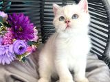 Golden Point British Shorthair