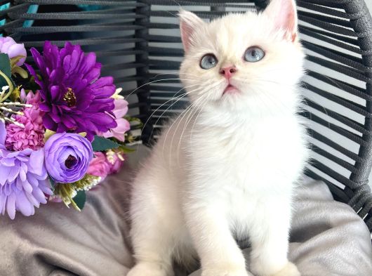 Golden Point British Shorthair görsel