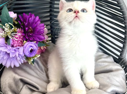 Golden Point British Shorthair görsel