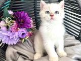 Golden Point British Shorthair