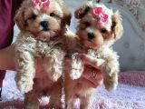Teacup mini Maltipoo Yavrularımız