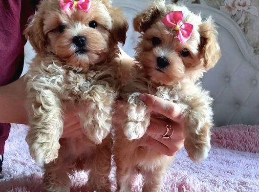 Teacup mini Maltipoo Yavrularımız