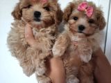 Teacup Mini Maltipoo Yavrularımız