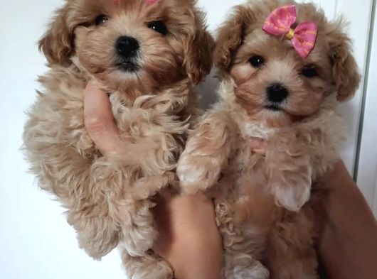 Teacup Mini Maltipoo Yavrularımız görsel