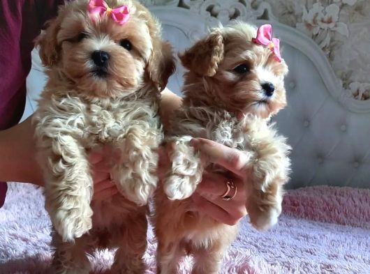 Teacup Mini Maltipoo Yavrularımız görsel