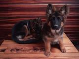 6 Aylık Dişi Secereli Alman Çoban Yavrumuz