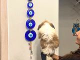 Aşılı Shihtzu Erkek Yavru 3 Aylık Orjinal Cüce Shih Tzu