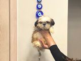 Aşılı Shihtzu Erkek Yavru 3 Aylık Orjinal Cüce Shih Tzu
