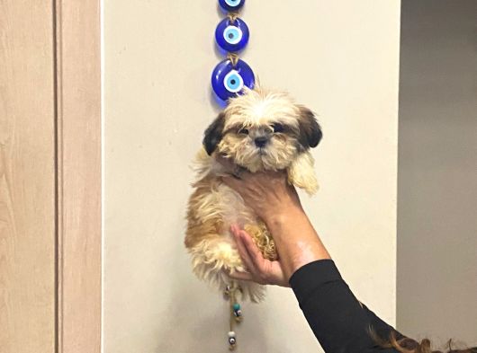 Aşılı Shihtzu Erkek Yavru 3 Aylık Orjinal Cüce Shih Tzu görsel