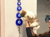 Aşılı Shihtzu Erkek Yavru 3 Aylık Orjinal Cüce Shih Tzu