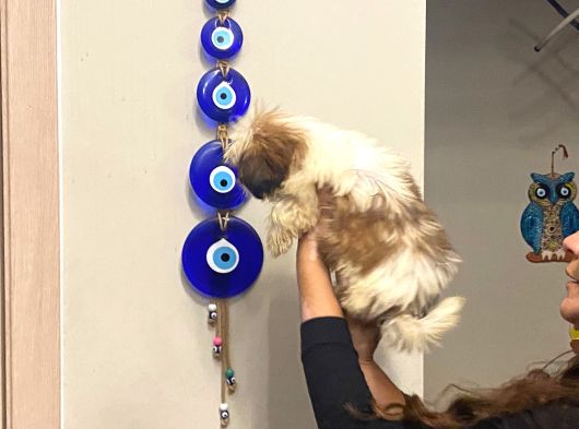 Aşılı Shihtzu Erkek Yavru 3 Aylık Orjinal Cüce Shih Tzu görsel