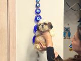 Aşılı Shihtzu Erkek Yavru 3 Aylık Orjinal Cüce Shih Tzu