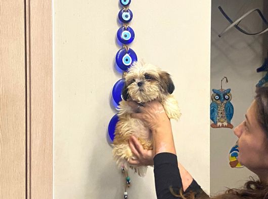 Aşılı Shihtzu Erkek Yavru 3 Aylık Orjinal Cüce Shih Tzu görsel
