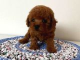 Mükemmel Güzelli̇kte Toy Poodle Bebekler
