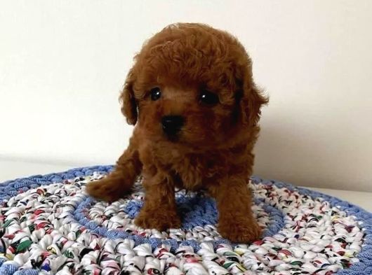 Mükemmel Güzelli̇kte Toy Poodle Bebekler görsel