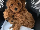 YUMUK YUMUK HER ŞEYİ İLE GARANTİLİ POODLE BEBİŞLER