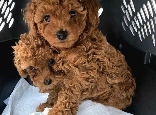 YUMUK YUMUK HER ŞEYİ İLE GARANTİLİ POODLE BEBİŞLER