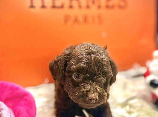 Gerçek Chocolate Brown Kore Poodle Nadi̇r görsel