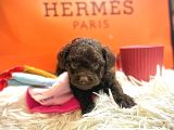 Gerçek Chocolate Brown Kore Poodle Nadi̇r