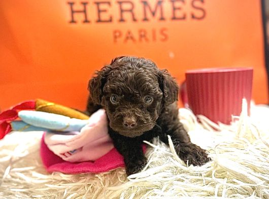 Gerçek Chocolate Brown Kore Poodle Nadi̇r görsel
