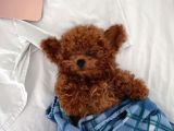 TOY POODLE BEBEKLER