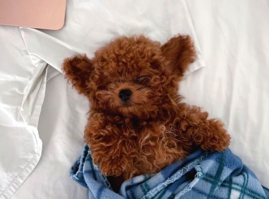 Toy Poodle Bebekler