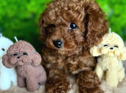 CANLI GÖRÜP ALABİLECEĞİNİZ POODLE BEBEKLER