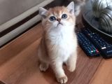 Show Kalite British Shorthair Yavrular