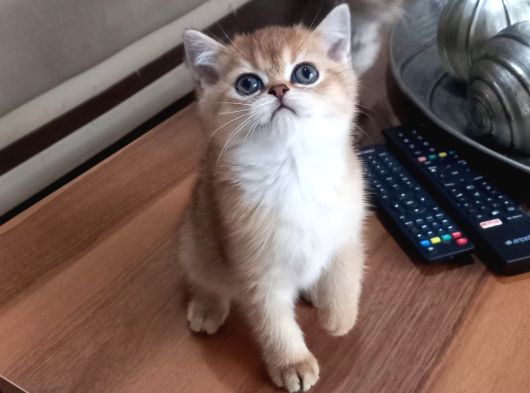 Show Kalite British Shorthair Yavrular görsel
