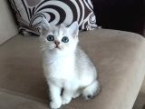 Show Kalite British Shorthair Yavrular