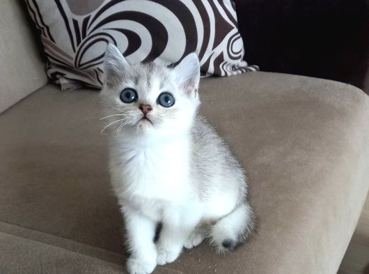 Show Kalite British Shorthair Yavrular
