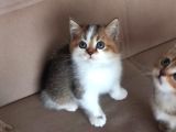Show Kalite British Shorthair Yavrular