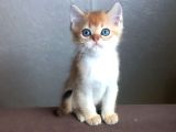 Show Kalite British Shorthair Yavrular