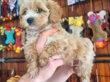 Mükemmel kalitede maltipoo bebeklerimiz için acele edin