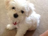 Mükemmel Güzelli̇kte Maltese Bebi̇şler