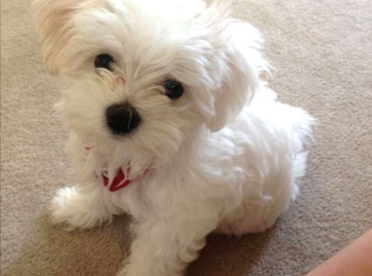 Mükemmel Güzelli̇kte Maltese Bebi̇şler görsel